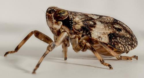 Issus coleoptratus