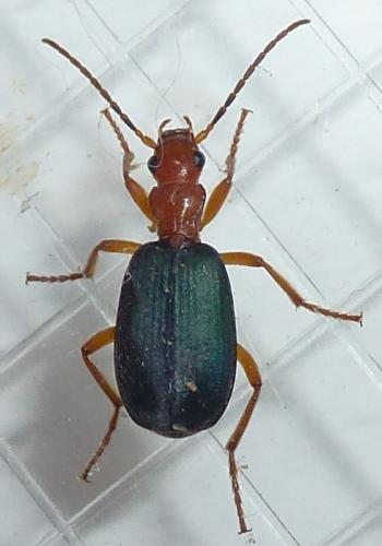Brachinus crepitans