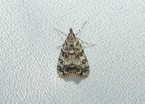 Eudonia lacustrata