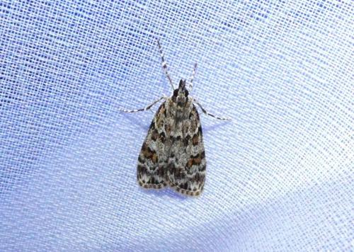 Scoparia sp.