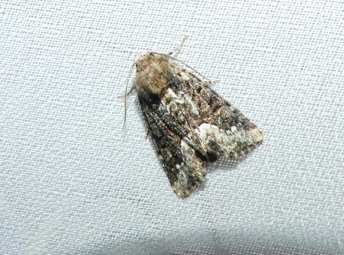 Oligia sp.