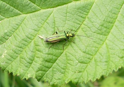 Oedemera nobilis