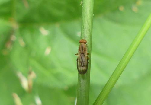 Opomyza germinationis
