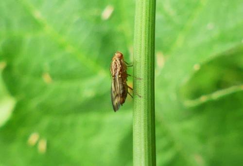 Opomyza germinationis
