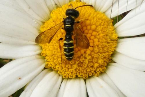 Cerceris sp.