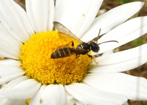 Cerceris sp.