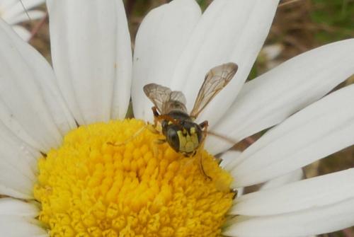 Cerceris sp.