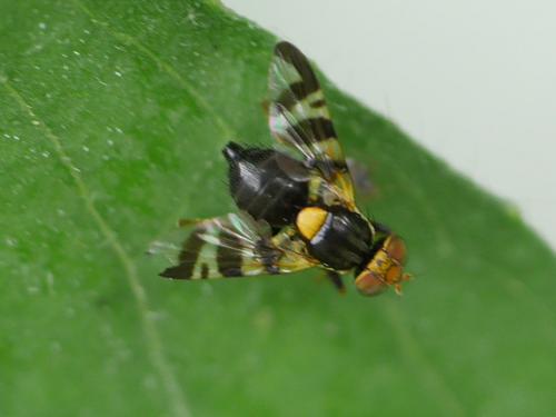 Rhagoletis cerasi