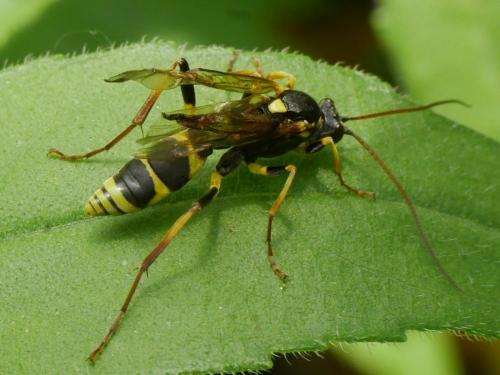 Réf. 259 910 : Amblyteles armatorius