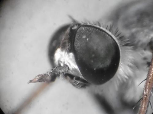 Thereva sp.