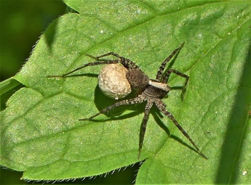 Réf. 259 288 : Pardosa sp.