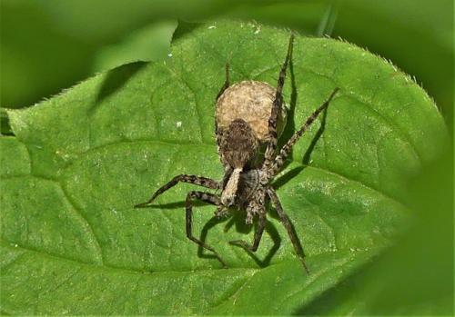 Réf. 259 289 : Pardosa sp.