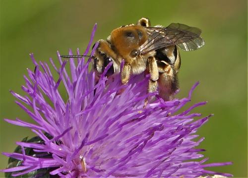 Eucera taurica