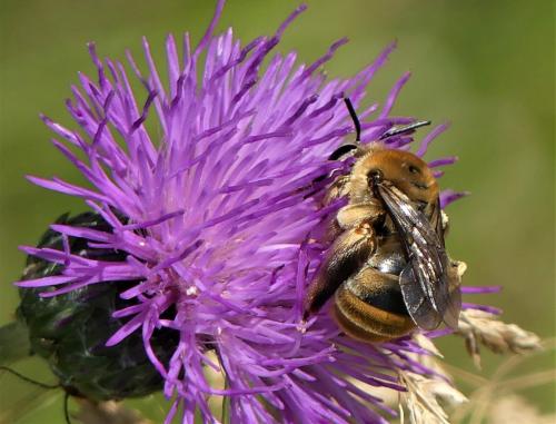 Eucera taurica