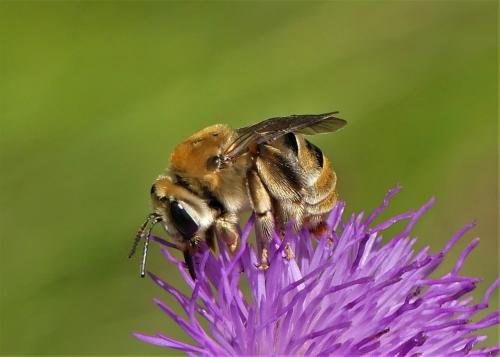 Eucera taurica