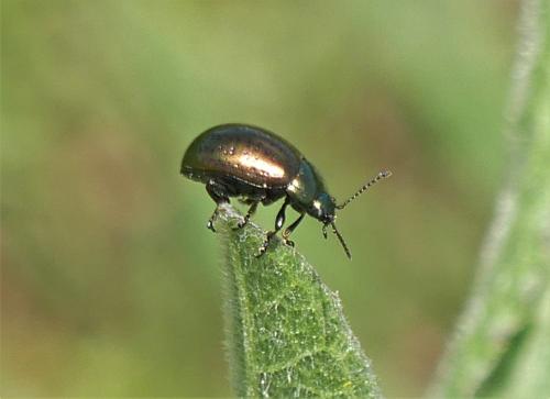Chrysolina hyperici