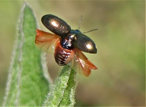 Chrysolina hyperici