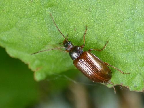 Réf. 259 266 : Gonodera luperus