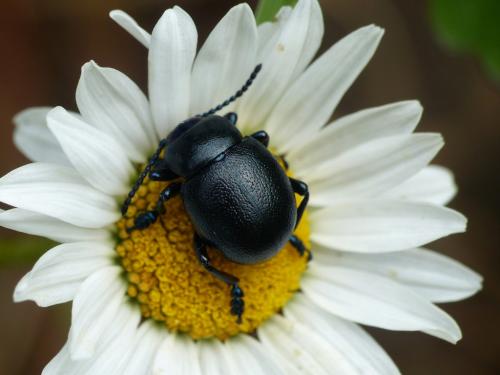 Timarcha goettingensis