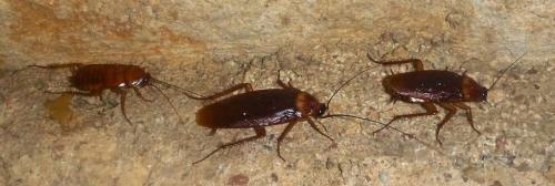 Periplaneta americana