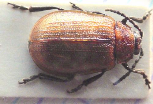 Galeruca dahlii