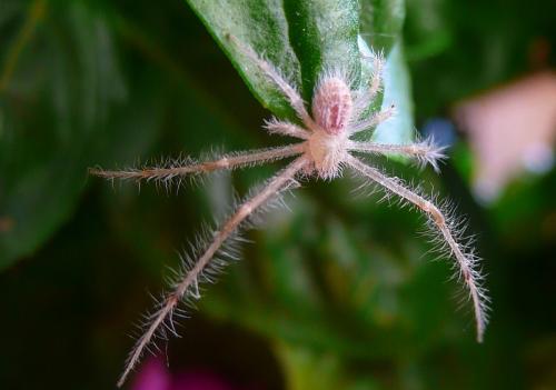 Heriaeus sp.
