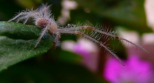 Heriaeus sp.