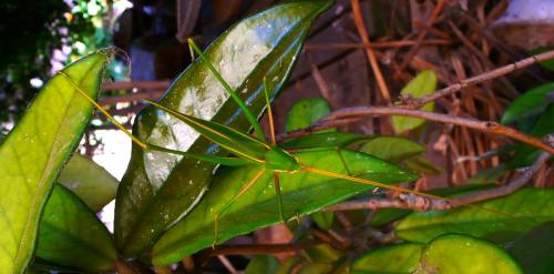 Réf. 259 443 : Acrometopa sp.