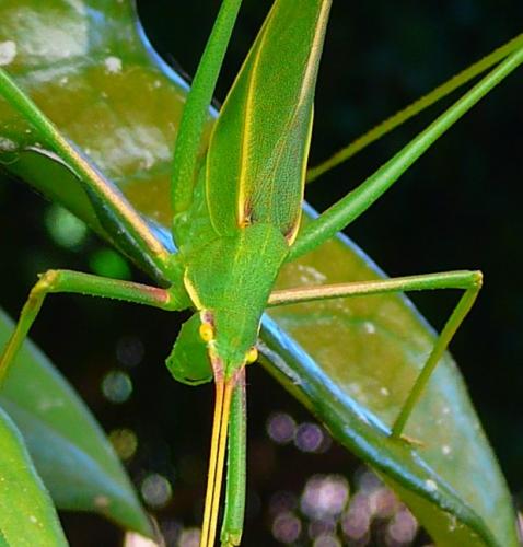 Réf. 259 446 : Acrometopa sp.