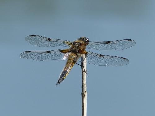 Réf. 259 715 : Libellula quadrimaculata