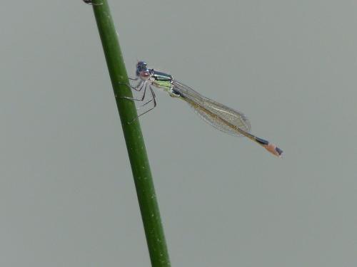 Ischnura elegans