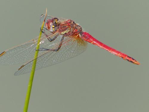 Réf. 259 700 : Sympetrum fonscolombii