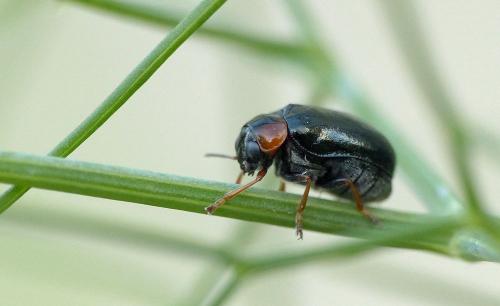 Smaragdina affinis