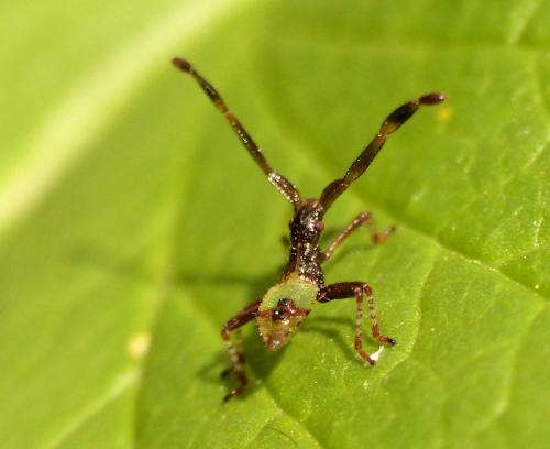Gonocerus acuteangulatus