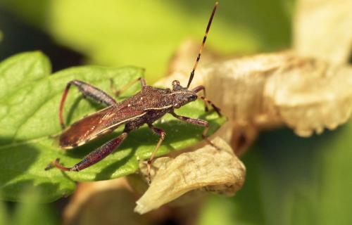 Réf. 259 882 : Camptopus lateralis