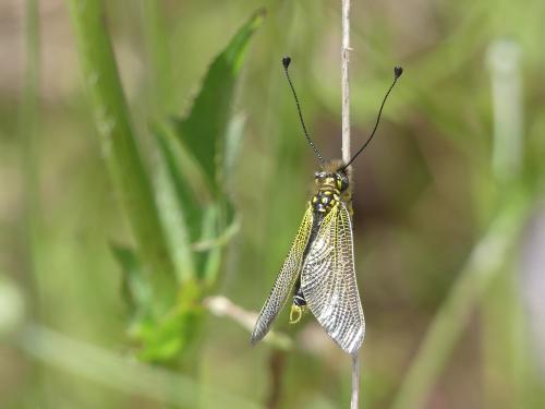 Libelloides ictericus