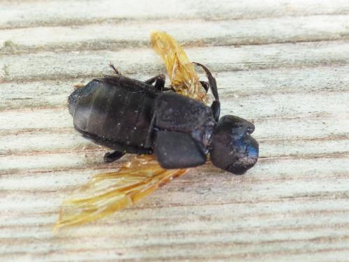 Ocypus sp.