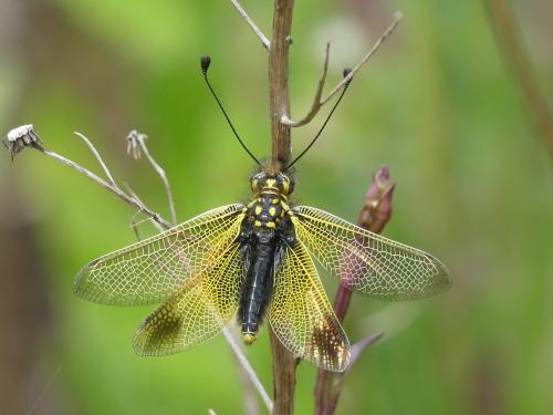 Libelloides ictericus