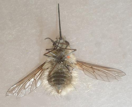 Réf. 259 891 : Bombylius venosus