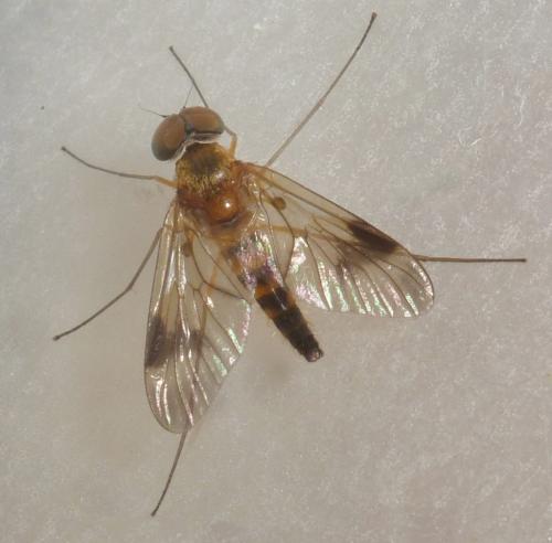 Réf. 259 971 : Chrysopilus nubecula