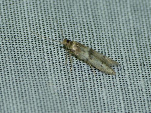 Blastobasis phycidella