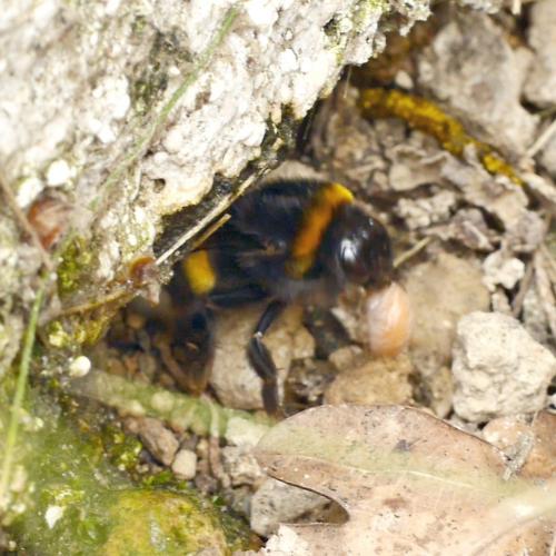 Bombus terrestris