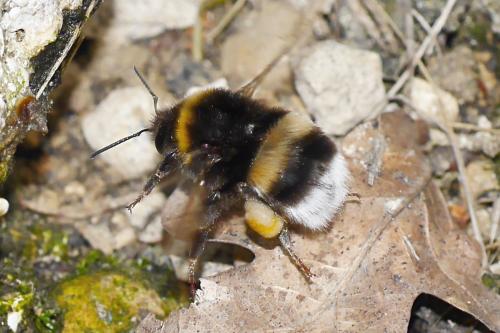 Bombus terrestris