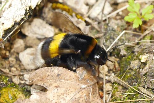 Bombus terrestris