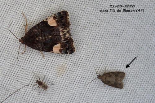 Cnephasia sp.