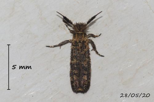 Ochsenheimeria taurella