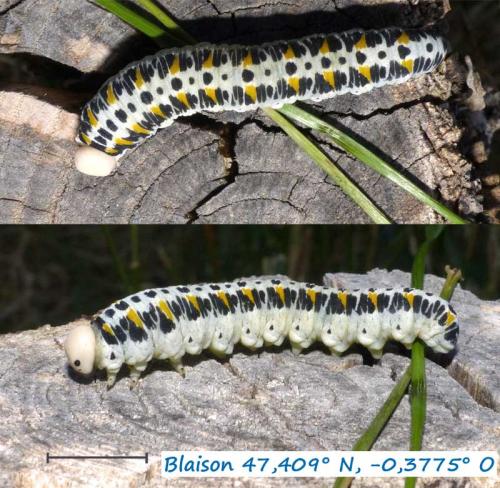 Cimbex quadrimaculatus
