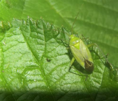 Closterotomus norwegicus