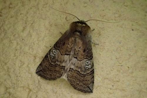 Réf. 259 380 : Tethea ocularis