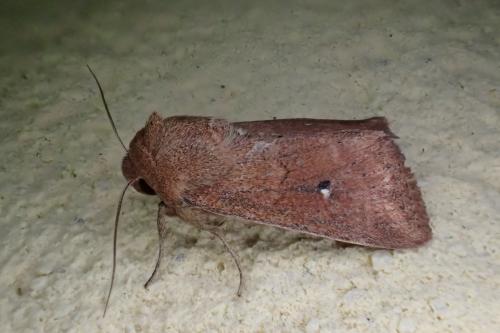 Réf. 259 142 : Mythimna albipuncta